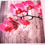 Orchidea *